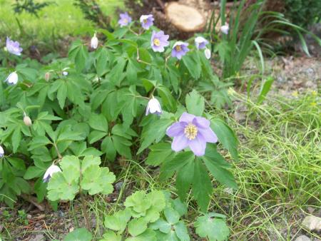 gallery_8617_2309_57030.jpg