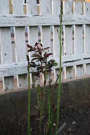 gallery_2178_2310_23079.jpg
