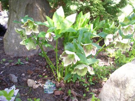 gallery_8617_2309_127949.jpg