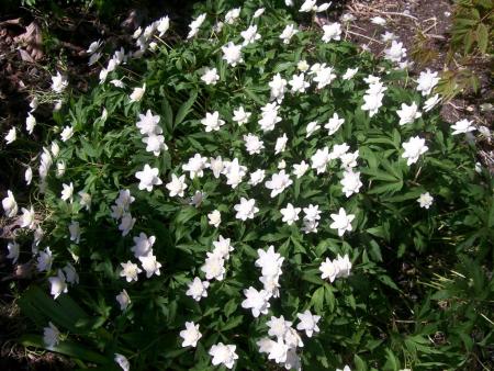 gallery_8617_2309_103287.jpg