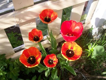 gallery_7440_1854_109191.jpg