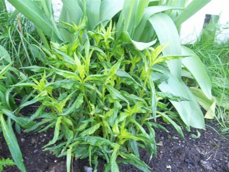 gallery_7440_1854_114923.jpg