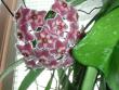 tn_gallery_352_2206_107545.jpg