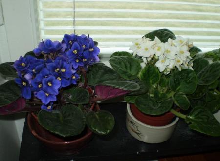 gallery_15695_2328_17915.jpg