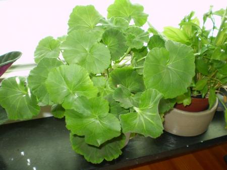gallery_15695_2328_5115.jpg