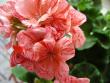 tn_gallery_352_2076_13636.jpg