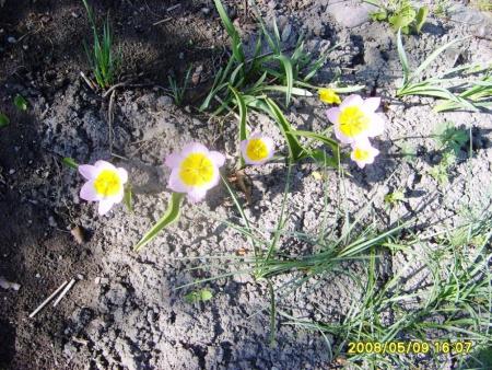gallery_36_2332_156484.jpg