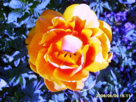 gallery_36_2332_208272.jpg
