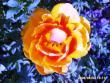 tn_gallery_36_2332_208272.jpg