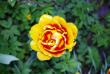 tn_gallery_36_2332_363977.jpg
