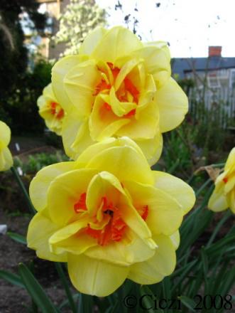 gallery_4113_1870_11713.jpg