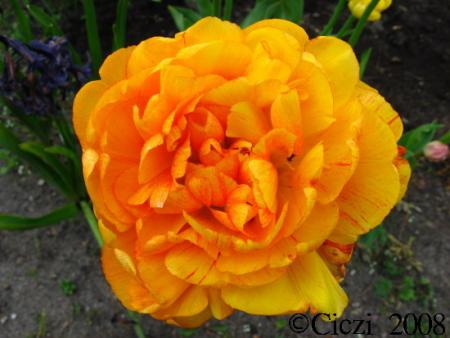 gallery_4113_1870_51035.jpg