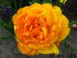 tn_gallery_4113_1870_51035.jpg