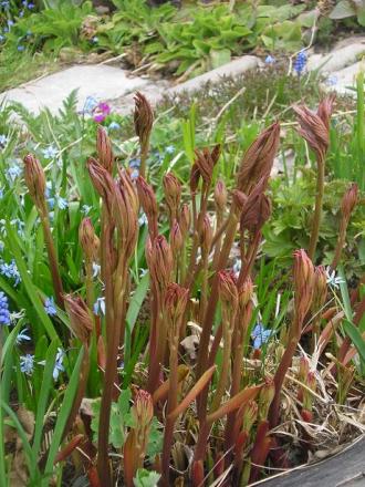 gallery_5006_2140_35856.jpg