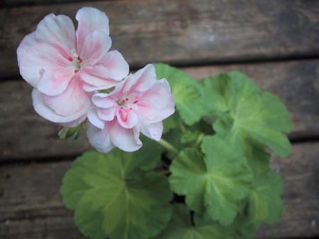 gallery_11_2351_11490.jpg