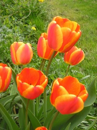 gallery_5006_2140_71311.jpg