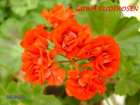 gallery_5074_2158_62842.jpg
