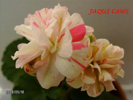 gallery_5074_2161_106546.jpg