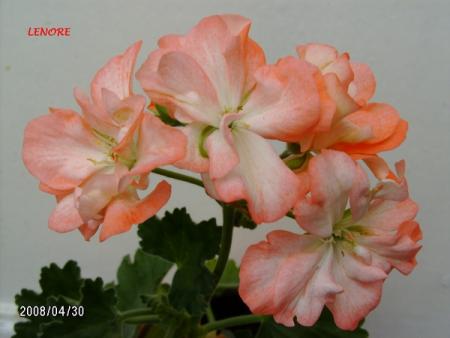 gallery_5074_2163_9639.jpg