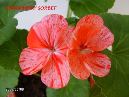 gallery_5074_2170_195928.jpg