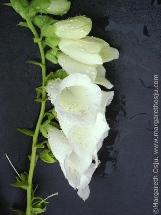 gallery_16129_2363_53780.jpg