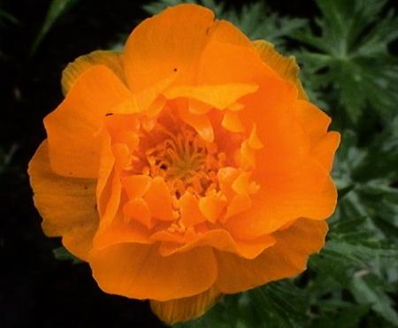 gallery_12948_2277_22612.jpg