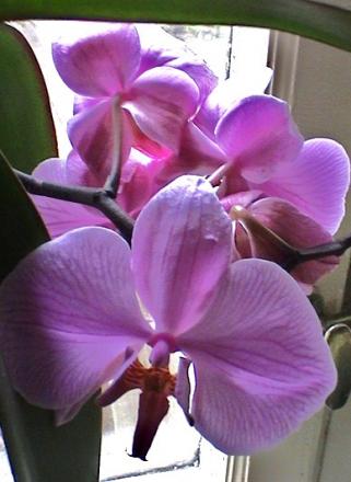 gallery_12948_2277_49847.jpg