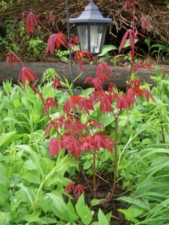 gallery_14751_2065_18334.jpg