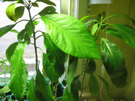 gallery_14755_2374_147013.jpg