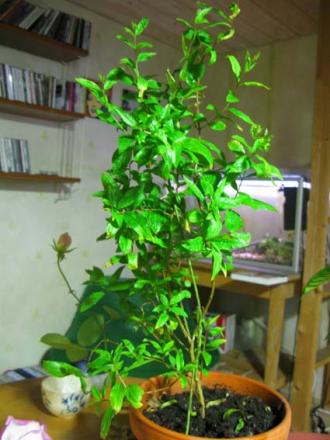 gallery_14755_2374_35878.jpg