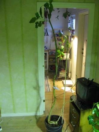 gallery_14755_2374_46395.jpg