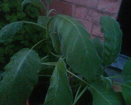 gallery_13986_2380_215349.jpg