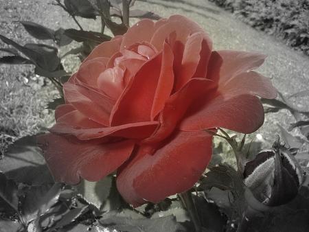 gallery_16205_2377_73048.jpg