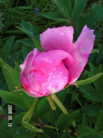 gallery_1786_950_4740.jpg