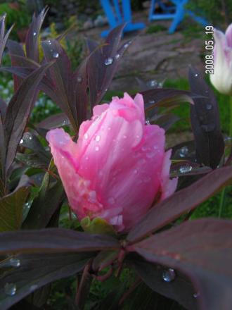 gallery_1786_950_5611.jpg