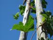 tn_gallery_11526_2381_28497.jpg
