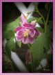tn_gallery_16205_2377_277781.gif