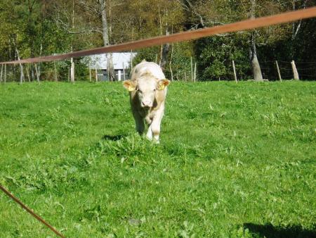 gallery_11526_2381_15061.jpg