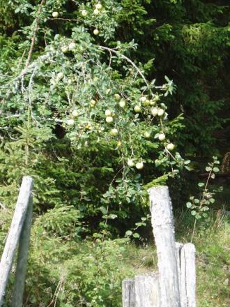 gallery_11526_2381_2485.jpg