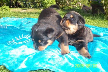gallery_16251_2386_41342.jpg