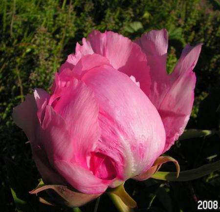 gallery_1786_950_57267.jpg