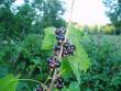 tn_gallery_11526_2381_19729.jpg