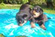 tn_gallery_16251_2386_41342.jpg