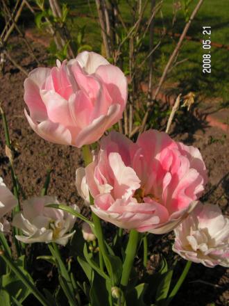 gallery_1786_950_42108.jpg