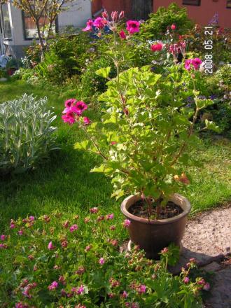 gallery_1786_950_57649.jpg