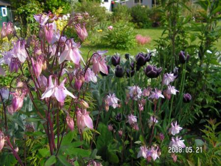 gallery_1786_950_63596.jpg