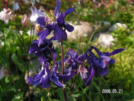 gallery_1786_950_69032.jpg