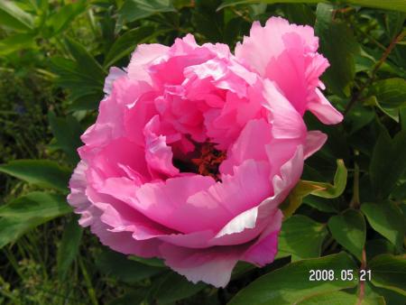 gallery_1786_950_73964.jpg
