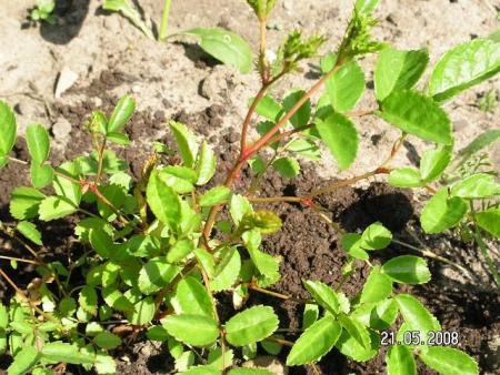 gallery_5587_1843_92553.jpg