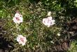 tn_gallery_9317_2391_26409.jpg